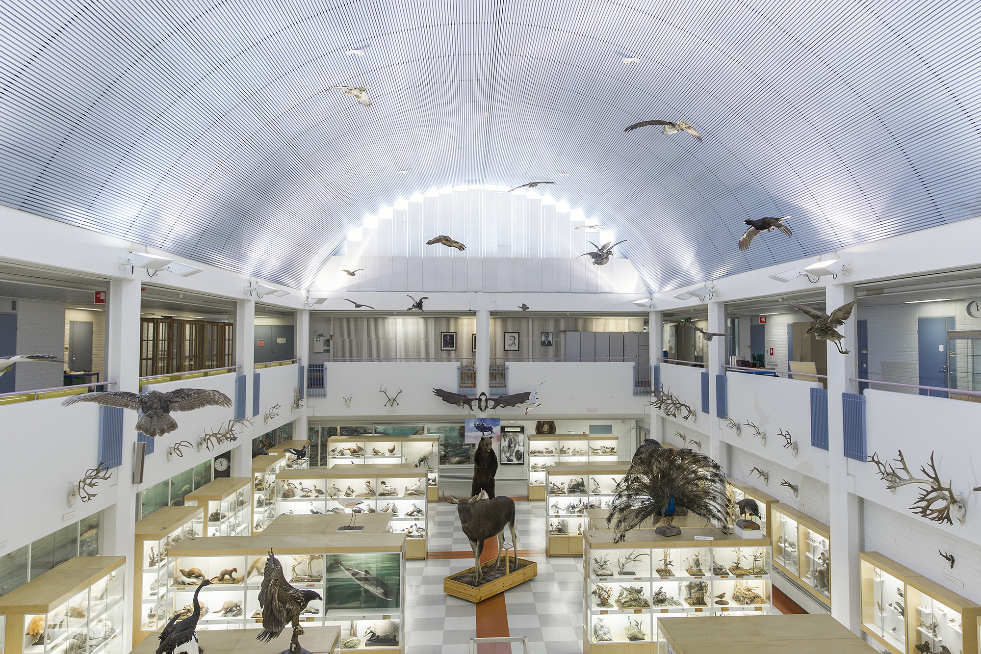 Eläinmuseo on viimeistä päivää avoinna 1.12., muuttoa vastustetaan Eläinmuseon puolustusjuhlassa