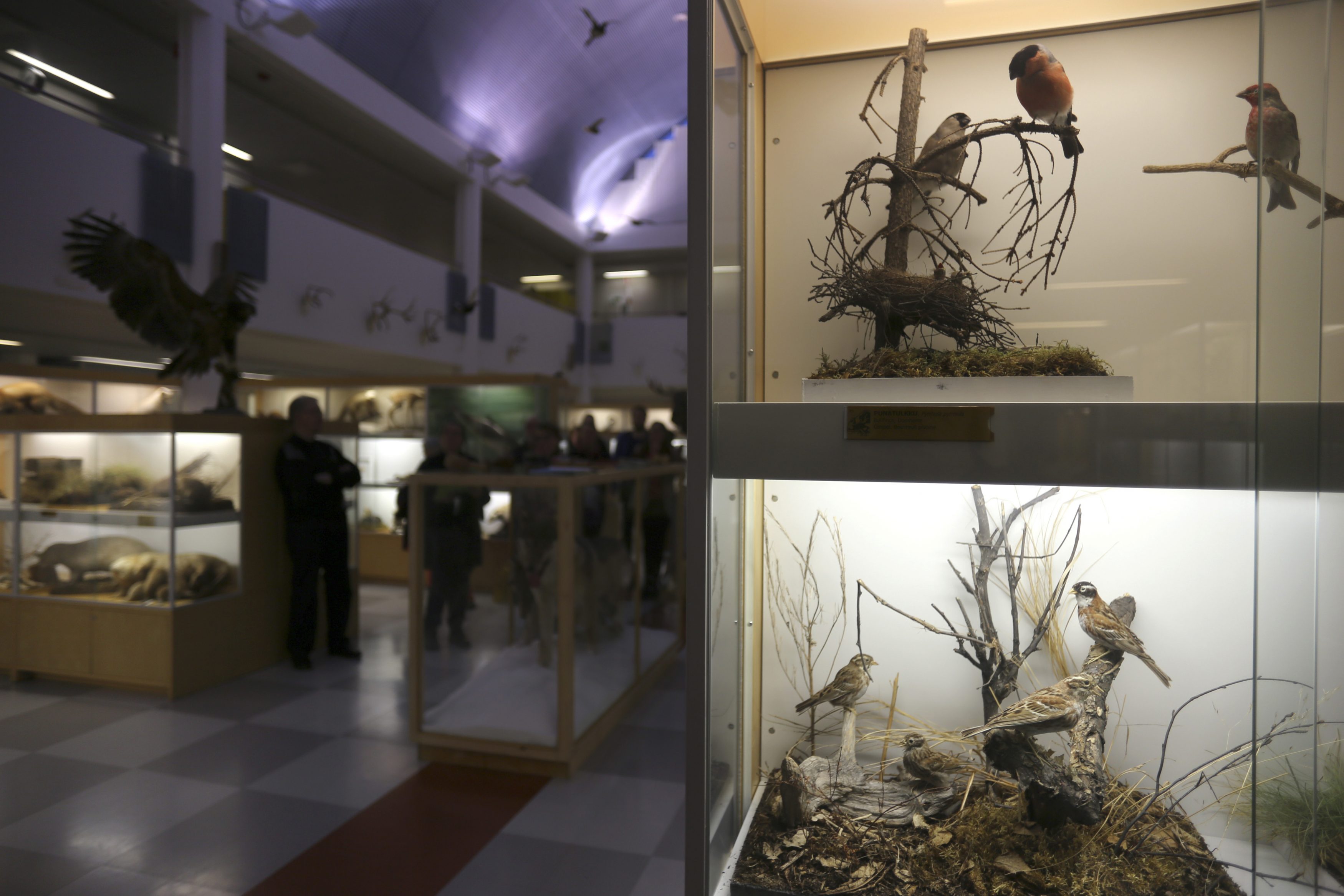 Oulun yliopiston eläinmuseon ovet suljettiin loppuvuonna 2017. Yleisönäyttelyssä oli esillä 1300 selkärankaista ja yli 3000 selkärangatonta Suomen eläinlajistolle tyypillistä eläintä. Esillä oli kuitenkin vain pieni murto-osa museon kokoelmista. Arkistokuva vuodelta 2017.